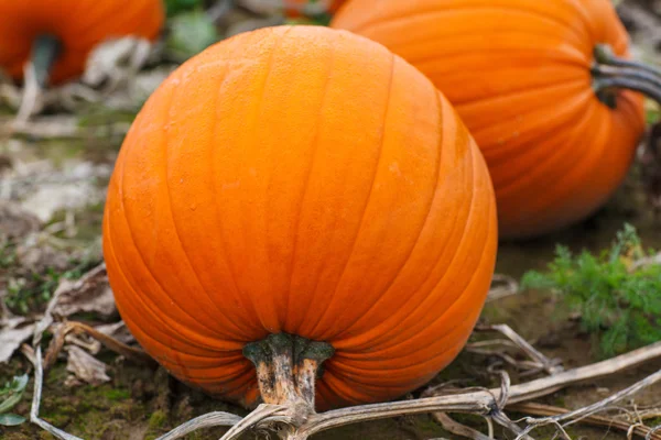 Huge orange ripe pumpkin on field on autumn — Stock Photo, Image