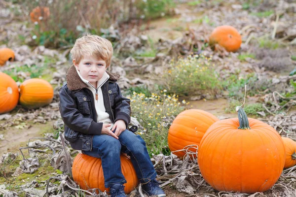 Kleine peuter jongen op pompoen veld — Stockfoto