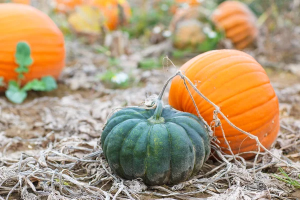 Kürbisfeld mit vielen großen Kürbissen — Stockfoto