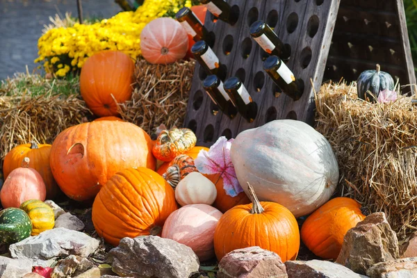 Decoration of fresh different pumpkin — Stock Photo, Image