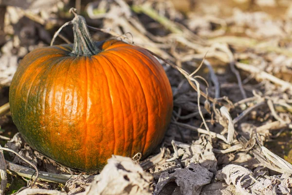Big green orange pumpkin on autumn field — Stock Photo, Image