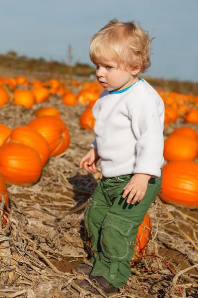 Little toddler boy on pumpkin patch field — Stock Photo, Image