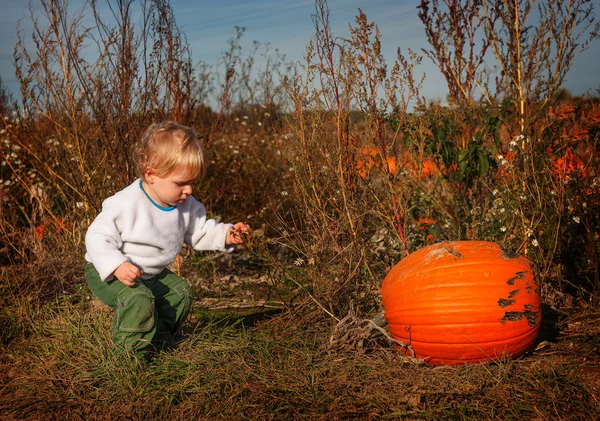 Little toddler boy on pumpkin patch field — Stock Photo, Image