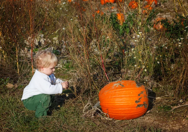 Little toddler boy on pumpkin patch field — Stock Photo, Image