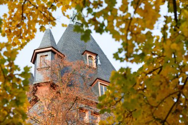 Sarı akçaağaç ağaç parkı Almanya