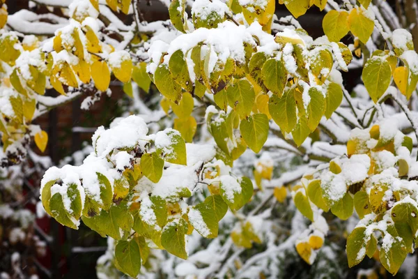 Primera nieve en el bosque en otoño — Foto de Stock