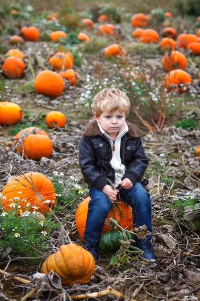 Petit garçon tout-petit sur le champ de citrouille — Photo