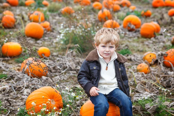 Petit garçon tout-petit sur le champ de citrouille — Photo