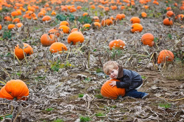 Little toddler boy on pumpkin field — Stock Photo, Image