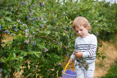 küçük çocuk toplama yabanmersini organik öz seçim grubundaki