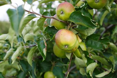 ağaca olgun taze yeşil elma