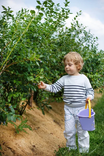 Ragazzino raccogliendo mirtillo su biologico self pick fattoria — Foto Stock