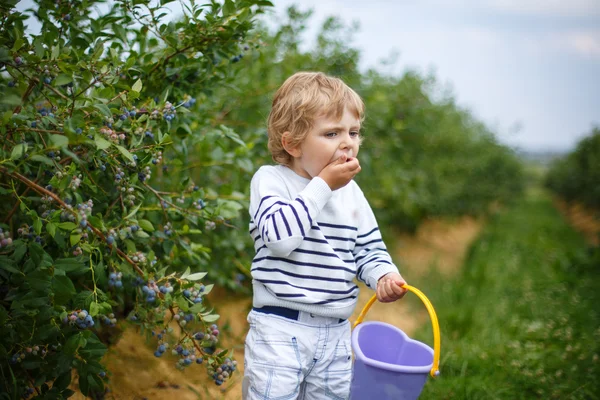 Pieni poika poiminta mustikka orgaaninen itse poimia maatilalla — kuvapankkivalokuva