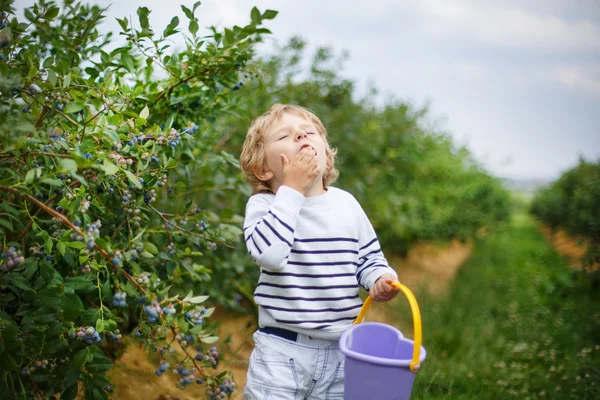 Pequeño niño recogiendo arándanos en granja orgánica de autoselección — Foto de Stock