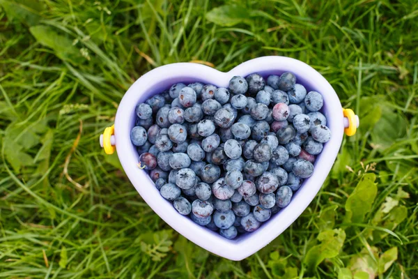 Mogna blåbär i korg på en pick berry farm — Stockfoto