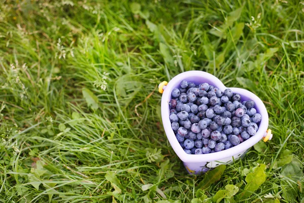 Mogna blåbär i korg på en pick berry farm — Stockfoto