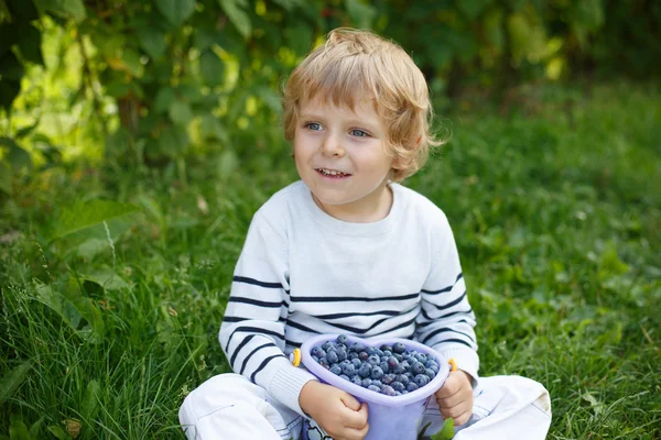 Little boy picking blueberry on organic self pick farm — ストック写真
