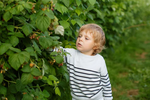 Маленький мальчик со свежей малиной на ферме органического самосбора — стоковое фото