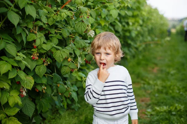Menino com framboesas frescas na fazenda auto pick orgânica — Fotografia de Stock