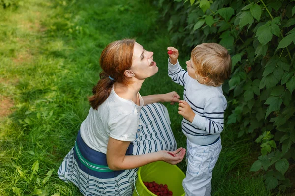 Mladá matka a její malý syn sbíráme maliny na farmě v g — Stock fotografie