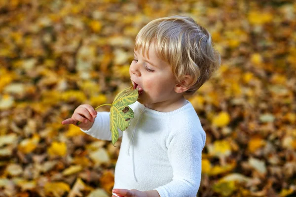 Lilla barn pojke spelar i höst park — Stockfoto