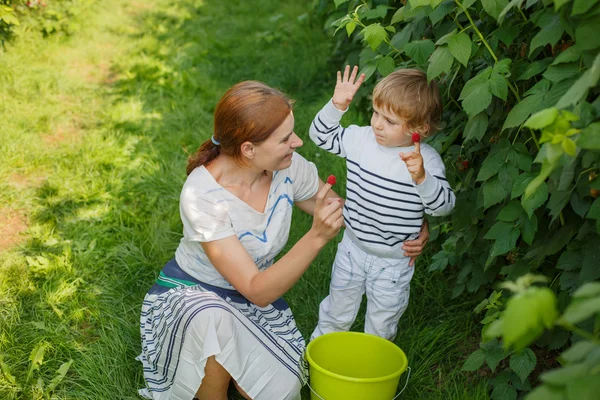 Jeune mère et son petit fils cueillant des framboises à la ferme en sol — Photo