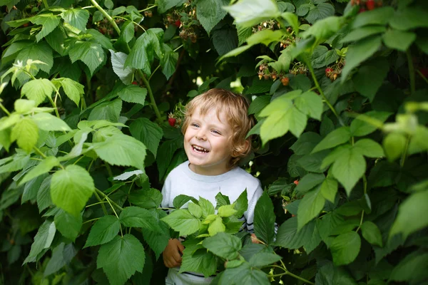 Glad liten pojke på organiska själv plocka hallon gård — Stockfoto