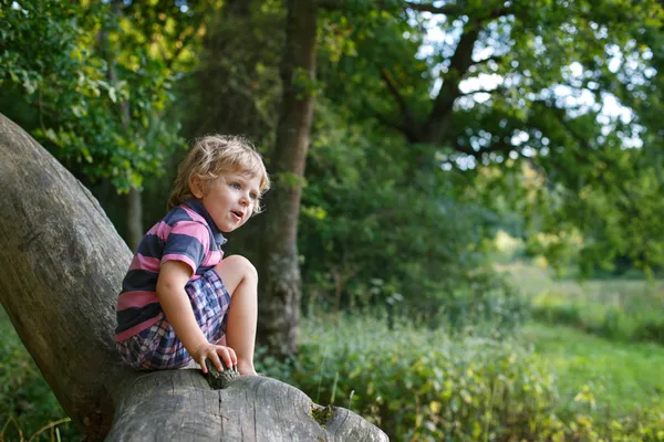 Pouco bonito criança menino se divertindo na árvore na floresta — Fotografia de Stock