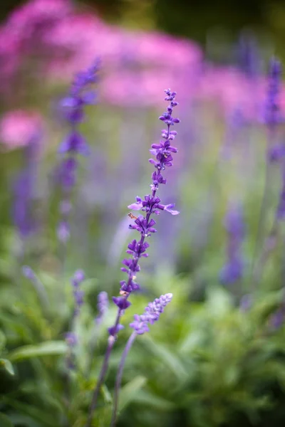 熏衣草的花。日落在夏天紫色和粉红色的熏衣草 — 图库照片