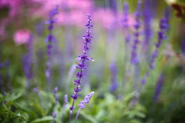 Flores de lavanda. Puesta de sol sobre un verano púrpura y rosa lavanda — Foto de Stock