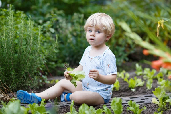Schattige kleine blonde jongen plukken salade in een tuin. — Stockfoto