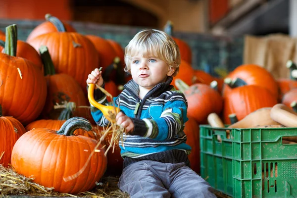 Little blond boy on pumpkin patch farm. — Stock Photo, Image