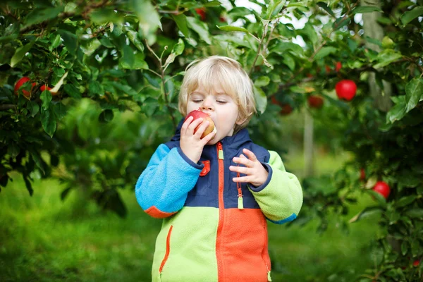 Lilla barn pojke på två år plocka röda äpplen i en fruktträdgård — Stockfoto