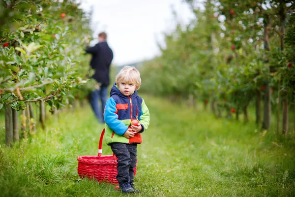 Pequeño niño de dos años recogiendo manzanas rojas en un huerto —  Fotos de Stock