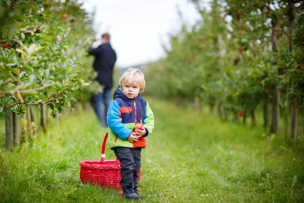 Toddler chłopiec dwóch lat, zbierając czerwone jabłka w sadzie — Zdjęcie stockowe