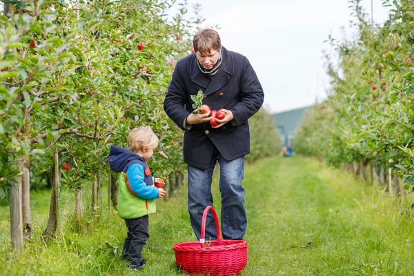 Kleine peuter jongen van twee jaar plukken rode appels in een boomgaard — Stockfoto