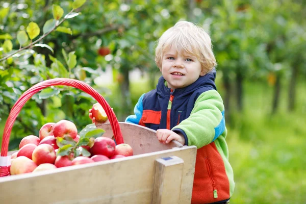 Little toddler boy of two years picking red apples in an orchard — Stock Photo, Image