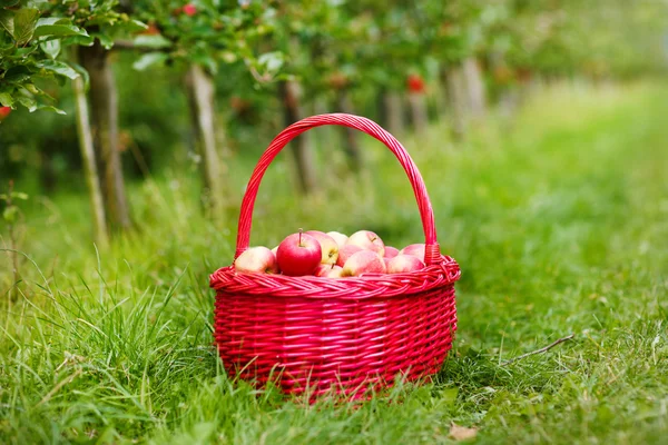 Mele rosse biologiche in un cestino all'aperto. Frutteto. Giardino d'autunno. — Foto Stock