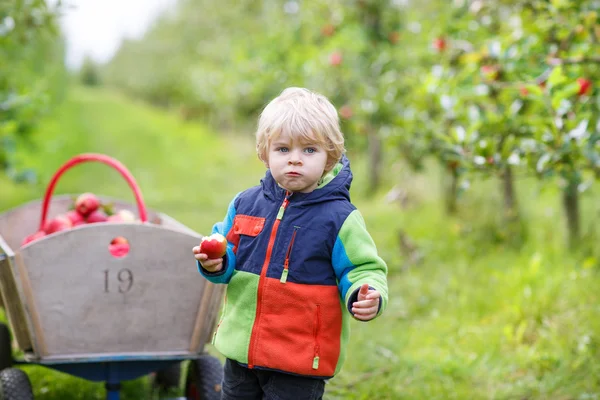 Toddler chłopiec dwóch lat, zbierając czerwone jabłka w sadzie — Zdjęcie stockowe