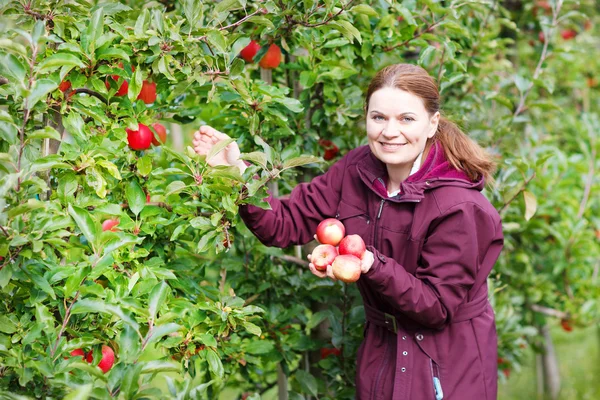 Ung kvinna äta röda äpplen i en fruktträdgård — Stockfoto