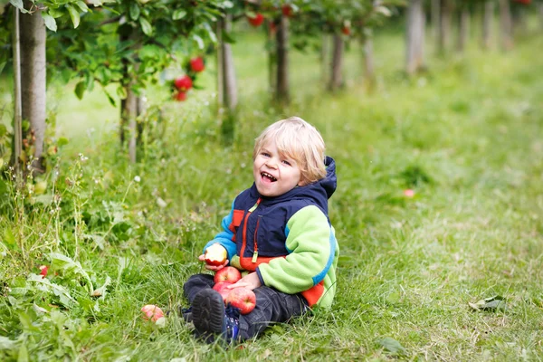 Pequeño niño de dos años recogiendo manzanas rojas en un huerto —  Fotos de Stock