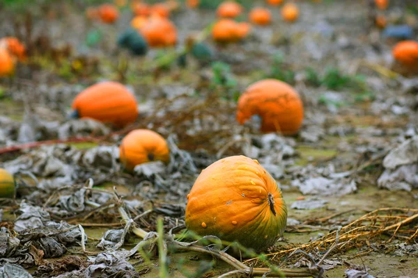 Pumpkin field with a lot of big pumpkins — Stock Photo, Image