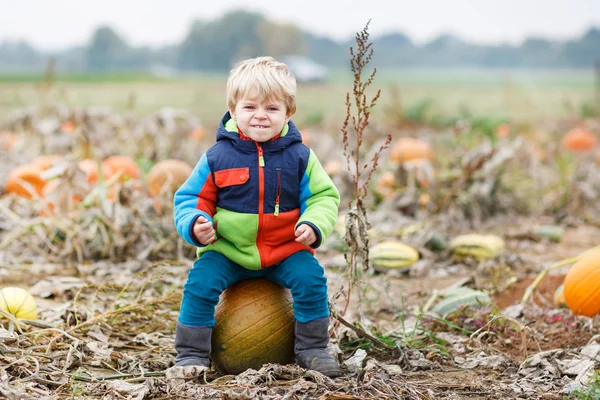 Little toddler boy on pumpkin field — Stock Photo, Image