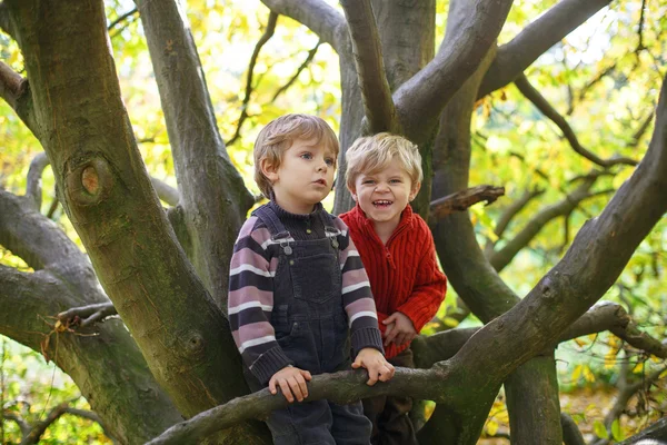 Two little sibling boys having fun on big tree in autumn forest — Stock Photo, Image