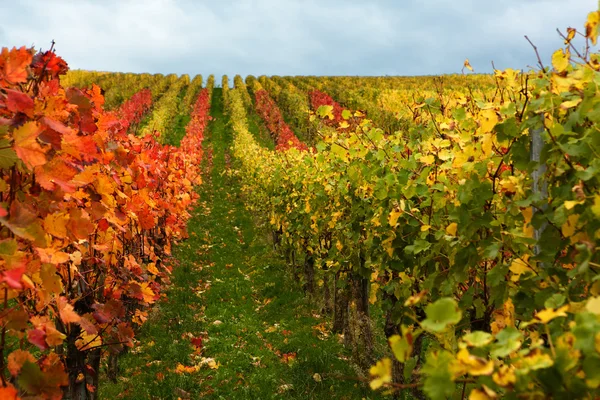 Mosel szőlőültetvények régió ősz Németországban . — Stock Fotó