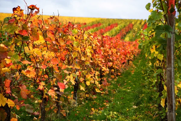 Mosel vinic regionu na podzim v Německu . — Stock fotografie