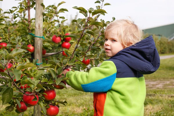 En liten gutt på to år som plukker røde epler i en frukthage. – stockfoto