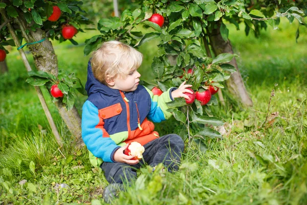 Lilla barn pojke på två år plocka röda äpplen i en fruktträdgård — Stockfoto