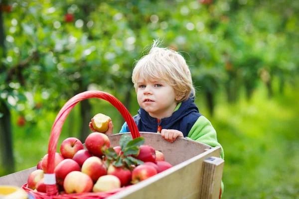 Piccolo bambino di due anni che raccoglie mele rosse in un frutteto — Foto Stock