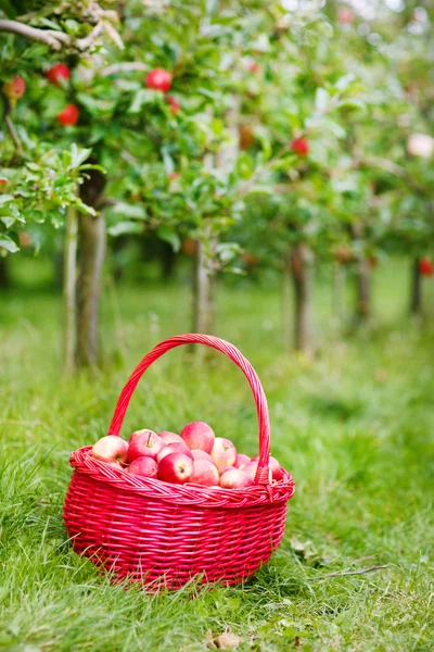 Mele rosse biologiche in un cestino all'aperto. Frutteto. Giardino d'autunno. — Foto Stock